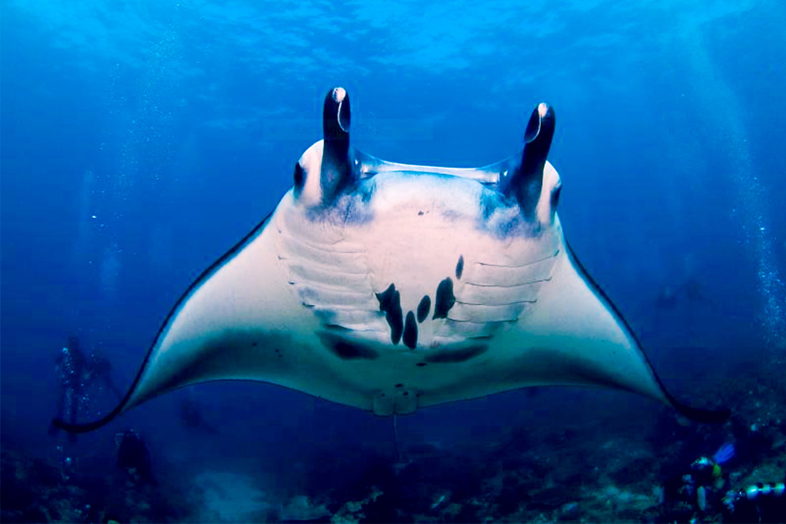 5 Beautiful Spots For A Tour Of Nusa Penida Diving