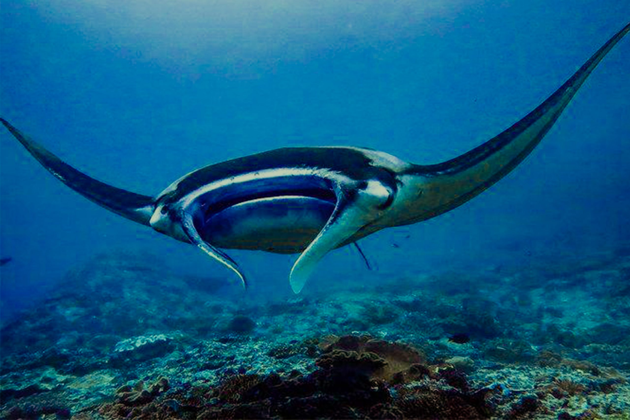Nusa Penida Snorkeling And Ways To Get There