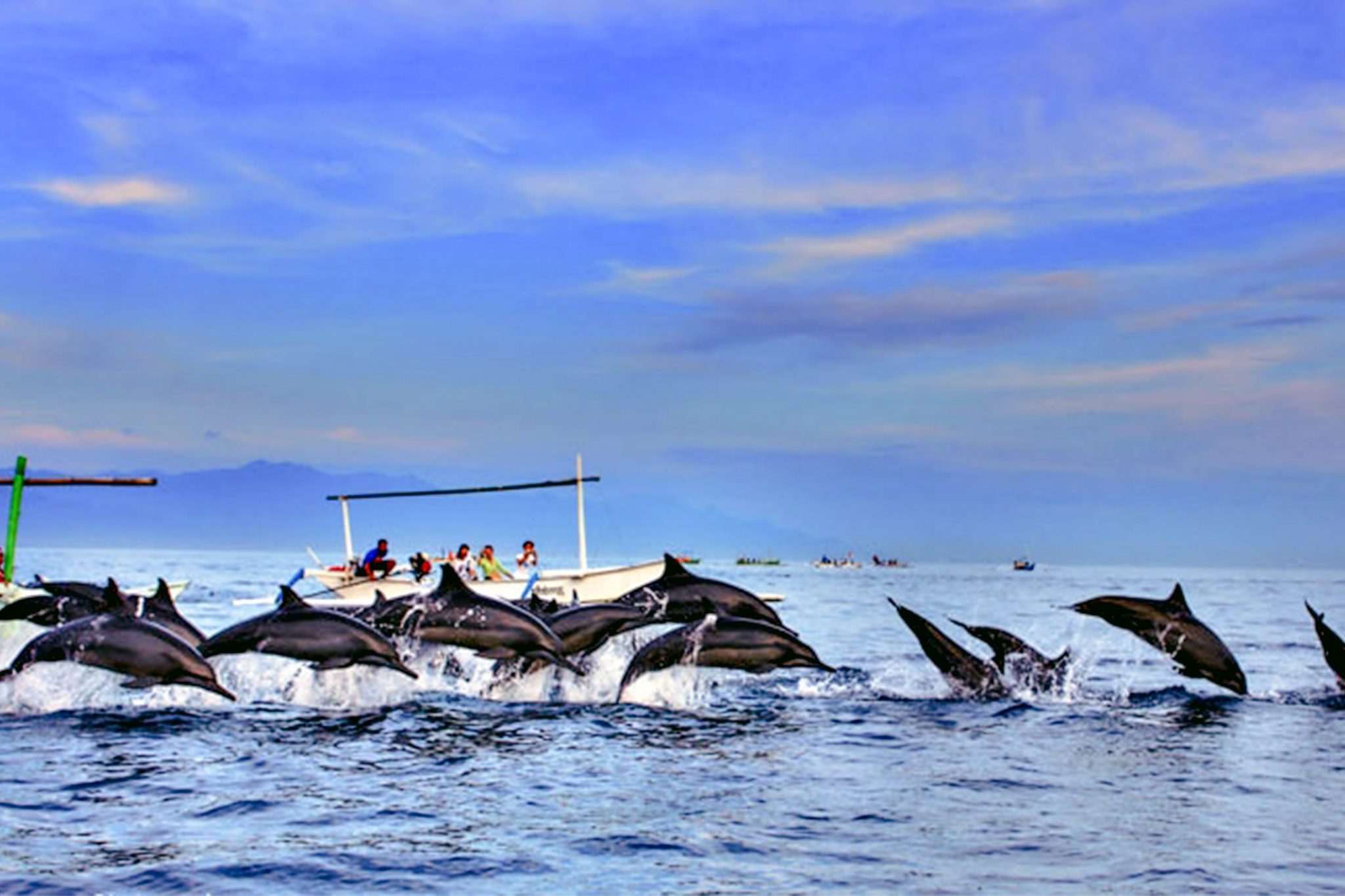 dolphin tour in bali