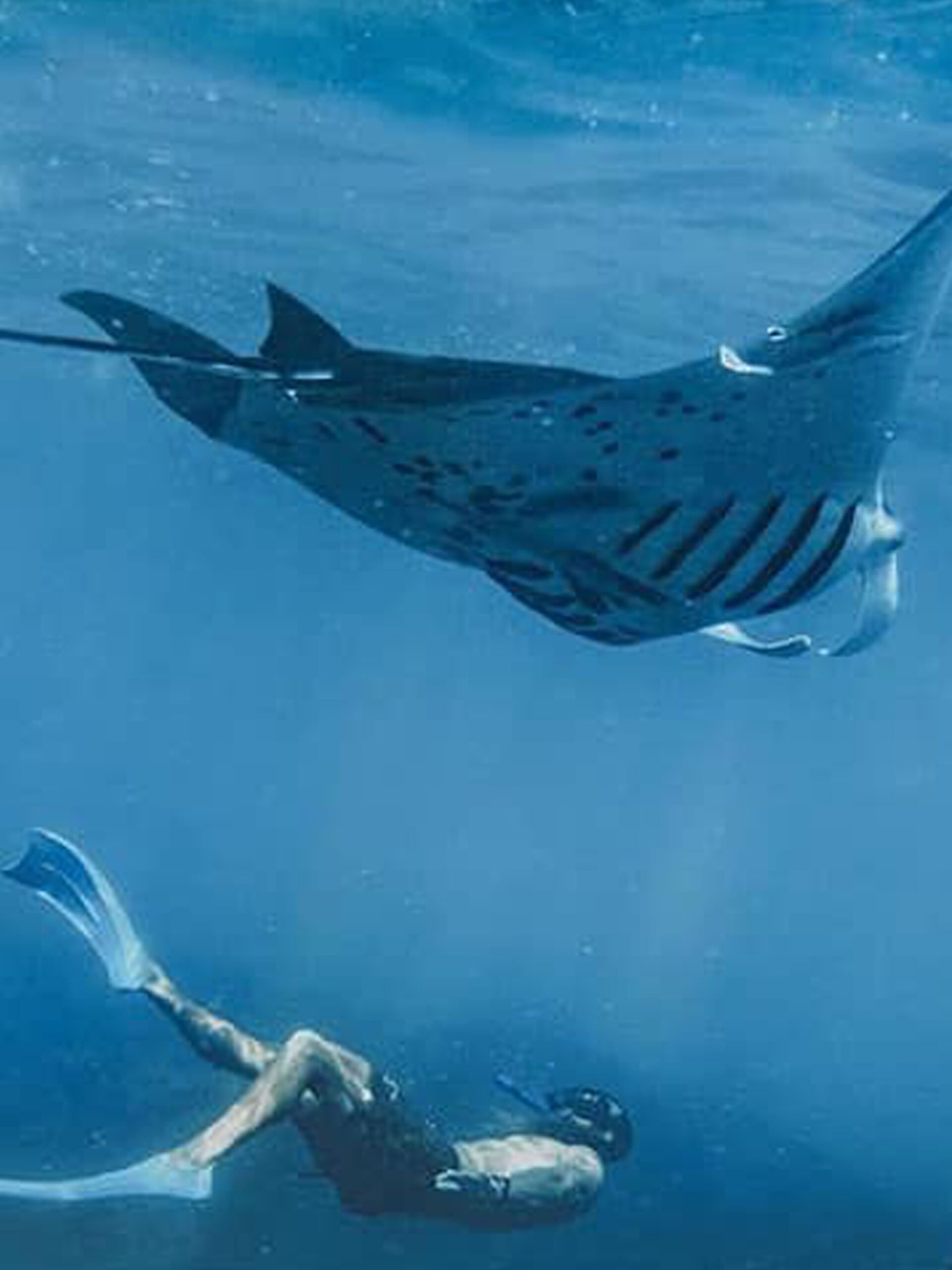 Enjoying The Gorgeous Underwater Scenery With Nusa Penida Snorkeling Tour